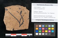 Foto (Objekt + Etikett) von Callitris brongniartii Endl. (NHMW-GEO-2024-0188-8217)